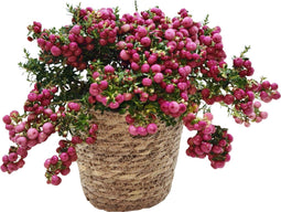 Plant in a Box - Gaultheria mucronata - Roze Pernettya in Mand - Parelbes - Pot 17cm - Hoogte 25-40cm
