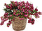 Plant in a Box - Gaultheria mucronata - Roze Pernettya in Mand - Parelbes - Pot 17cm - Hoogte 25-40cm