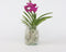 Plant in a Box - Vanda 'Bose' in vaas - Orchidee - Kers - Hoogte 45cm