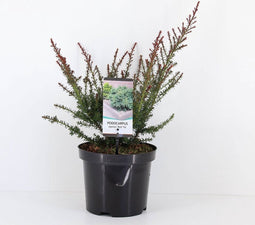 Podocarpus lawrencei 'Red Tip' - Tasmaanse conifeer - Planthoogte: 20-25 cm - Pot Ø 19 cm (3 liter)