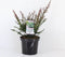 Podocarpus lawrencei 'Red Tip' - Tasmaanse conifeer - Planthoogte: 20-25 cm - Pot Ø 19 cm (3 liter)