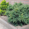 Podocarpus lawrencei 'Red Tip' - Tasmaanse conifeer - Planthoogte: 20-25 cm - Pot Ø 19 cm (3 liter)