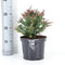 Podocarpus lawrencei 'Red Tip' - Tasmaanse conifeer - Planthoogte: 20-25 cm - Pot Ø 19 cm (3 liter)