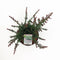 Podocarpus lawrencei 'Red Tip' - Tasmaanse conifeer - Planthoogte: 20-25 cm - Pot Ø 19 cm (3 liter)