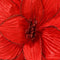 Poinsettia pesfluweel d30h15 cm rood