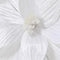 Poinsettia pesfluweel d30h15 cm wit