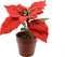 Poinsettia zijde pot d16h14 cm kerstrood