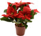 Poinsettia zijde pot d16h27 cm kerstrood