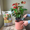 Pokon Anthurium Potgrond - 5L - Potgrond (anthurium en varens) - 60 dagen voeding