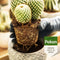 Pokon Cactus Potgrond - 5L - Potgrond voor cactus en vetplanten - 60 dagen voeding