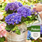 Pokon Hortensia Potgrond - 30L - Biologische potgrond - 100 dagen voeding