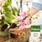 Pokon Orchidee Potgrond - 5l - Potgrond (Orchidee) - 60 dagen voeding
