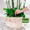 Pokon Orchidee Voedingsstaafjes - 24st - Plantenvoeding - Meststofstaafjes