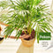 Pokon Palmen Potgrond - 10l - Potgrond (Palm) - 60 dagen voeding