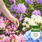 Pokon Rhododendron, Hortensia & Azalea Mest - 1kg - Meststof - 3-in-1 werking