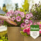 Pokon Terras & Balkon Planten Voedingskorrels - 1800gr - Plantenvoeding - Osmocote - Voor plant in pot en border