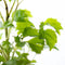 Polyscias Balfouriana Butterfly | Plant | Ø6 - ↑27cm