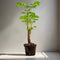Polyscias Balfouriana Butterfly | Plant | Ø6 - ↑27cm