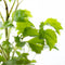 Polyscias Balfouriana Butterfly | Plant | Ø6 - ↑27cm