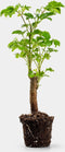 Polyscias Balfouriana Butterfly | Plant | Ø6 - ↑27cm