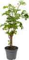 Polyscias Balfouriana Butterfly | Plant | Ø6 - ↑27cm