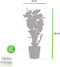 Polyscias Fabian in Elho® Greenville pot ↨ 120cm - hoge kwaliteit planten