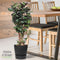 Polyscias Fabian in Elho® Greenville pot ↨ 120cm - hoge kwaliteit planten