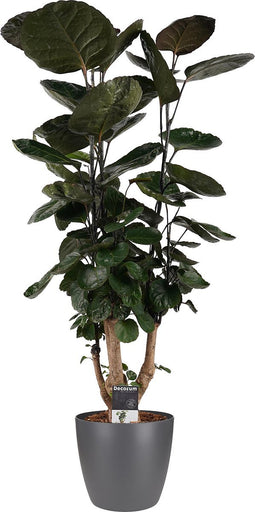 Polyscias Fabian met Elho Brussels Round pot Antracite ↨ 120cm - hoge kwaliteit planten