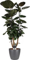 Polyscias Fabian met Elho Brussels Round pot Antracite ↨ 120cm - hoge kwaliteit planten