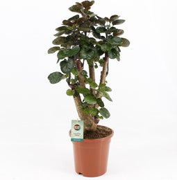 Polyscias 'Fabian'