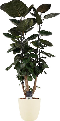 Polyscias Fabian vertakt met Elho brussels soap ↨ 85cm - hoge kwaliteit planten