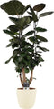 Polyscias Fabian vertakt met Elho brussels soap ↨ 85cm - hoge kwaliteit planten