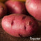 Pootaardappelen Desiree A 28/35 - 10 Kg - Nak-Gecertificeerd - Plantgoed - Oogst Binnen 120 Dagen - Rode Schil En Lichtgeel Vleeskleur - Resistentie Tegen Phytophthora In Het Loof - Droogtebestendigheid - Geschikt Voor Zandgronden - Organifer