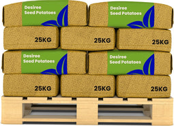 Pootaardappelen Desiree A 28/35 - 500 Kg - Nak-Gecertificeerd - Plantgoed - Oogst Binnen 120 Dagen - Rode Schil En Lichtgeel Vleeskleur - Resistentie Tegen Phytophthora In Het Loof - Droogtebestendigheid - Geschikt Voor Zandgronden - Organifer