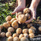 Pootaardappelen Frieslander A 28/35 (20kg)