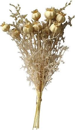 Poppy seed capsule 36cm old white