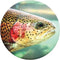 PopSockets: Trout Head
