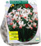 Baltus - Bollen Narcis Pink Charm 15 stuks