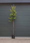 Portugese laurier Tico hoogstam Prunus lus. Tico h 275 cm st. omtre...