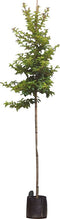 Portugese laurier Tico hoogstam Prunus lus. Tico h 275 cm st. omtre...