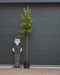 Portugese laurier Tico hoogstam Prunus lus. Tico h 275 cm st. omtre...
