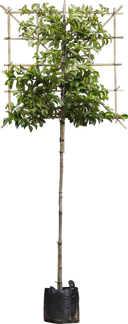 Portugese laurier Tico leiboom 150 cm Prunus lus. Tico 270 cm