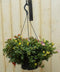 Portulaca verschillende kleuren