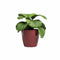 Pot - ARTEVASI - SAN REMO - 30 br - Donkerrood