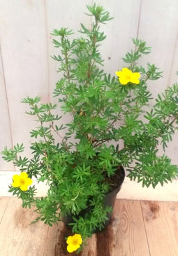 Potentilla geel
