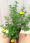 Potentilla geel