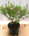Potentilla roze