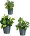 Pottenset Antraciet Klei (6 Stuks)