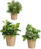 Pottenset Beige Klei (6 Stuks)