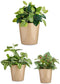 Pottenset Ø 14 cm Ø 22 cm Ø 17 cm Cónica 3 Onderdelen Beige